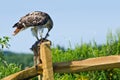 Red-Tailed Hawk Eating Captured Rabbit Royalty Free Stock Photo