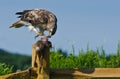 Red-Tailed Hawk Eating Captured Rabbit Royalty Free Stock Photo