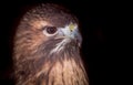 Red-tailed Hawk Face on Black Background