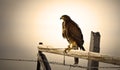 Red tailed hawk on fence post Royalty Free Stock Photo