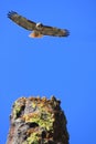 Hawk Flying Above a Rock Spire