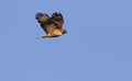 Red tailed hawk in flight Royalty Free Stock Photo