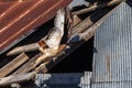 Red-tailed Hawk in flight near the old barn Royalty Free Stock Photo