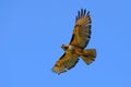 Red-tailed hawk flying against clear blue sky Royalty Free Stock Photo