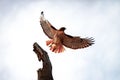 Red-tailed hawk flying from a bare tree branch, with a cloudy sky in the background Royalty Free Stock Photo