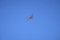 Red Tailed hawk flying at Bosque del apache NM