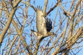 Red tailed hawk Royalty Free Stock Photo