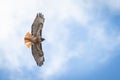 Red-tailed hawk flying freely in a clear sky Royalty Free Stock Photo