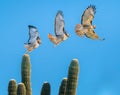 Red Tailed Hawk Flying off a Saguaro Cactus