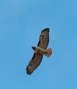 Red-tailed hawk gliding in the air