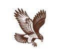 Red-tailed hawk hand drawn vector illustration Royalty Free Stock Photo
