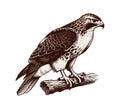 Red-tailed hawk hand drawn vector illustration Royalty Free Stock Photo