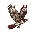 Red-tailed hawk hand drawn vector illustration Royalty Free Stock Photo