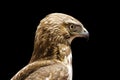 Red Tailed Hawk Head Royalty Free Stock Photo