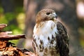 Red-Tailed Hawk with Head Turned Royalty Free Stock Photo