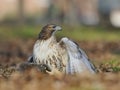 Red-tailed hawk is holding a squirrel. Royalty Free Stock Photo
