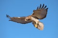 Red-Tailed Hawk Hovering In Flight Royalty Free Stock Photo