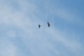 Red tailed hawk hunting an american crow