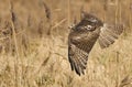 Red-Tailed Hawk Hunting in a Field