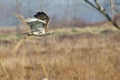 Red-Tailed Hawk Hunting Over Marsh