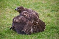 Red-tailed hawk hunting rabbit Royalty Free Stock Photo