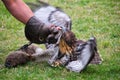 Red-tailed hawk hunting rabbit Royalty Free Stock Photo