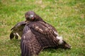 Red-tailed hawk hunting rabbit Royalty Free Stock Photo