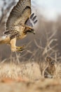 Red-tailed hawk hunting a rabbit in a field Royalty Free Stock Photo