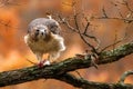 Red Tailed hawk after hunting