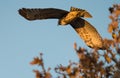 Red tailed hawk hunting from tree top