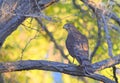 Red-tailed Hawk