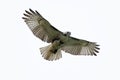 Red-tailed Hawk Isolated Royalty Free Stock Photo