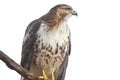 Red-tailed Hawk Isolated Royalty Free Stock Photo