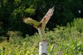 Red-tailed hawk isolated on white. Buteo Jamaicensis. Accipitridae family. Royalty Free Stock Photo