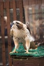 A red-tailed hawk in its cage at the zoo. Royalty Free Stock Photo