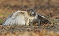 Red-tailed hawk just has caught a squirrel