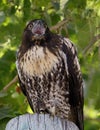 Red-tailed Hawk, Juvenile, Calling Out to its parents Royalty Free Stock Photo