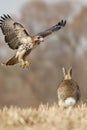 Red-tailed hawk landing while rabbit hides in field Royalty Free Stock Photo
