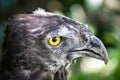 The Red-tailed hawk is a large bird of prey found in North America. It has a reddish-brown tail, broad wings, and a sharp beak