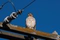 Red-tailed Hawk looking down from its perch on a power pole Royalty Free Stock Photo