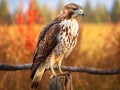 Red tailed hawk Made With Generative AI illustration