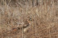 Red-tailed Hawk with a mouse in its talons