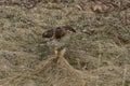 Red-tailed Hawk with a mouse in its talons
