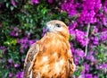 Red-Tailed Hawk.