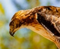 Red-Tailed Hawk peering down at prey Royalty Free Stock Photo