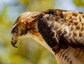 Red-Tailed Hawk peering down at prey Royalty Free Stock Photo