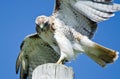 Red-Tailed Hawk Peering at Prey Royalty Free Stock Photo