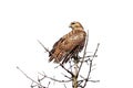 Red-Tailed Hawk Perch on a Pine Tree