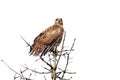 Red-Tailed Hawk Perch on a Pine Tree