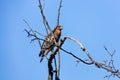 Red Tailed Hawk perch in a tree hunting for prey